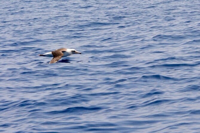 Pelagic Wildlife Excursion - Who Will Love This Experience?