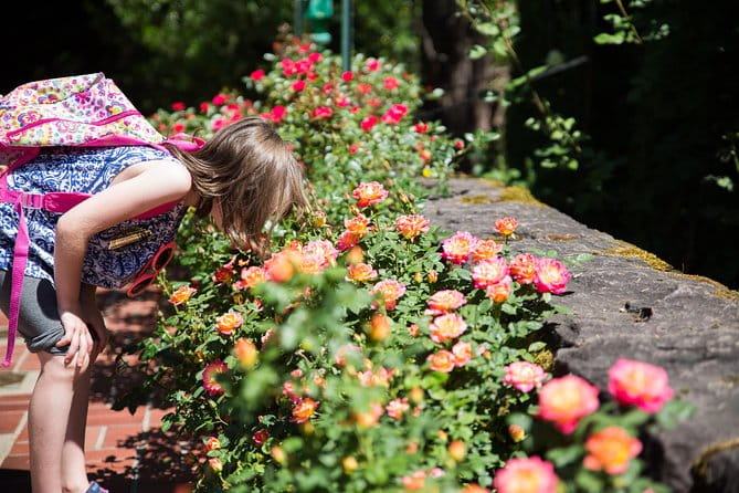 Portland Hop-On Hop-Off Pink Trolley Tour with Gray Line - 1 or 2 Day Pass - FAQs
