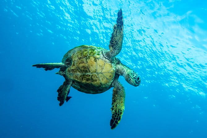 Private Big Island Snorkeling - FAQ