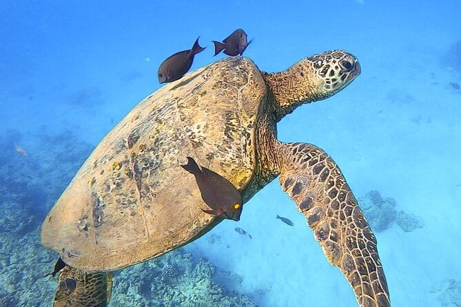 Private Catamaran Charter in Waikiki (1-6 Guests) - The Atmosphere and Crew