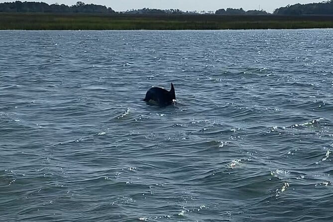 Private Charleston Dolphin and Eco Boat Tour - Who Should Book This Tour?