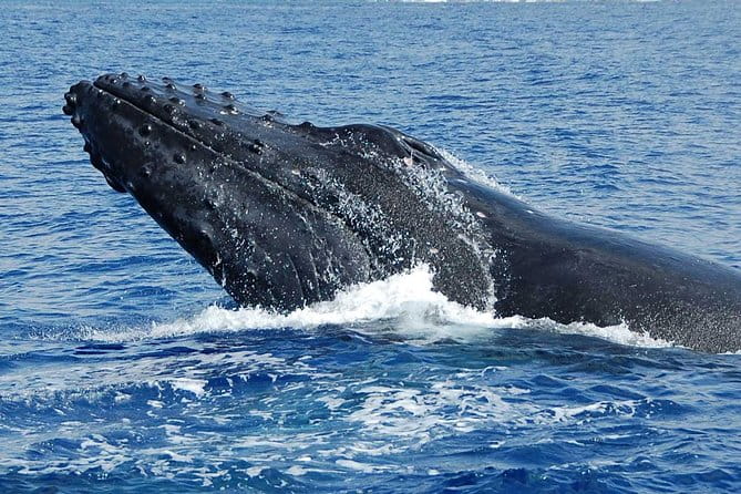Private Charter: Customizable Big Island Boat Adventure - Final Thoughts