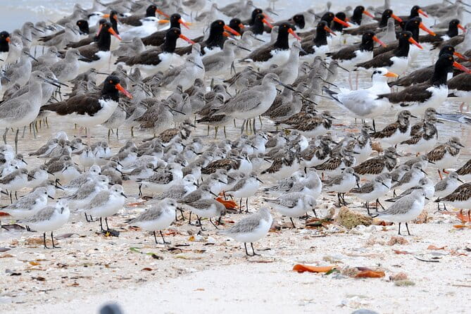 Private Everglades National Park Photography, Birding and Wildlife Safari - Summary of the Experience