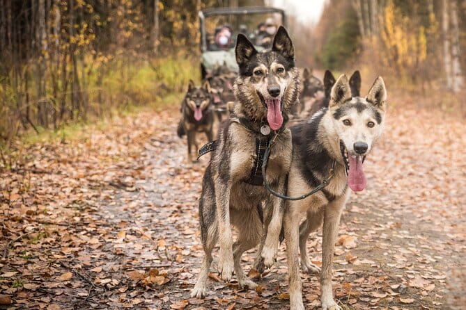 Private Fall Foliage Mushing Cart Ride in Fairbanks - The Sum Up: Is It Worth It?