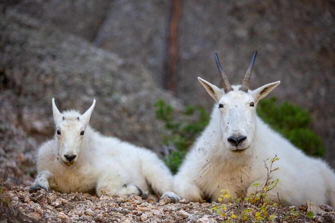Private Half Day Mt Rushmore & Black Hills Tour - The Sum Up