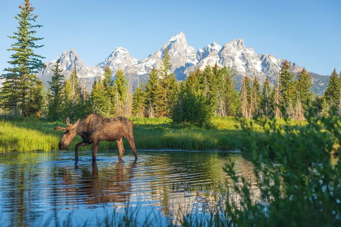Private Sunset 4-Hour Grand Teton Wildlife Adventure - Who Will Enjoy This Tour?