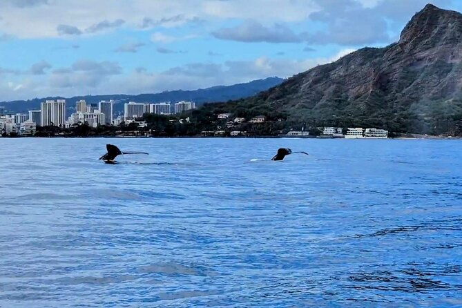 Private Whale Watching Adventure - The Sum Up: Who Should Consider This Tour?
