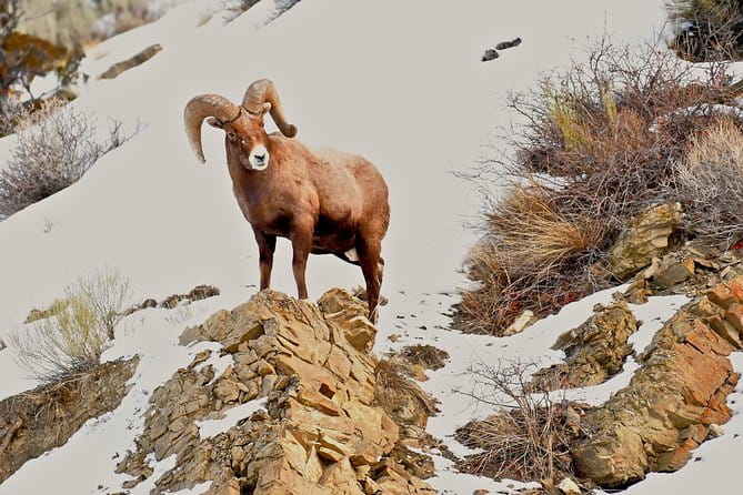 Private Yellowstone Winter Wolf Watching and Wildlife Safari - Who Should Book This Tour?