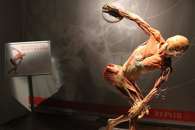 Real Bodies at Horseshoe Las Vegas - Practical Tips for Visitors