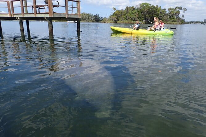 River Cruise Tour with Manatee Viewing - Final Thoughts on Value and Experience
