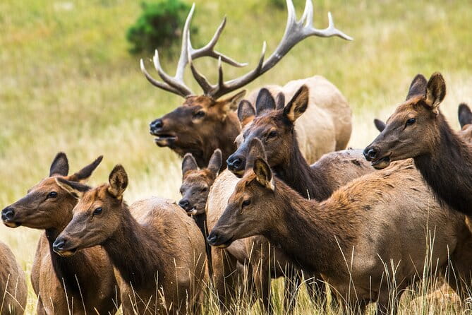 Rocky Mountain National Park - Private Hiking Tour - Real Traveler Perspectives