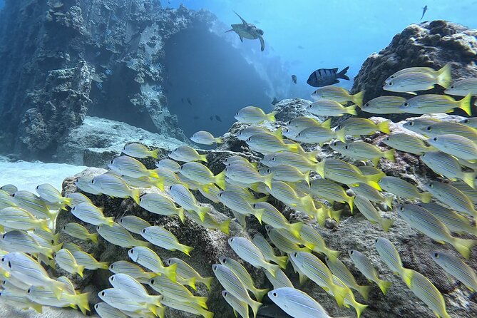 SCUBA Dive at Electric Beach with Photos -No Certification Needed - Final Thoughts