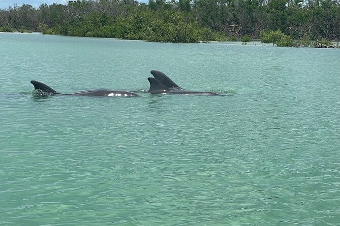 Self Guided EcoTour: Clear/Standard Kayaks -Bonita Springs - The Sum Up: Is This Tour Right for You?
