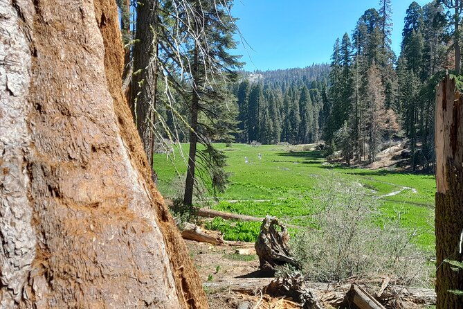 Sequoia National Park Private Tour - Analyzing the Value and Cost