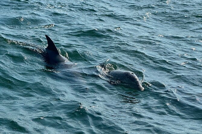 Shell Island Dolphin Sightseeing Boat Tour in Panama City Beach - FAQs