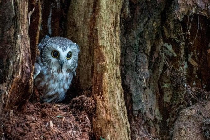 Sitka Shore Excursion: Bears, Raptor Center, & Totem Park Tour (Small Group) - Who Is This Tour Best For?