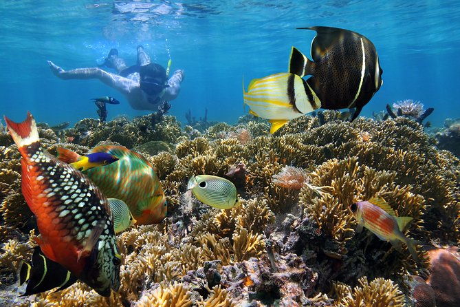 Snorkel Gears near Hanauma Bay - What Should You Expect During Your Rental?