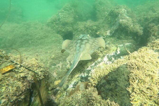 Snorkel San Diego's Mission Bay with a Marine Biologist - The Value Proposition