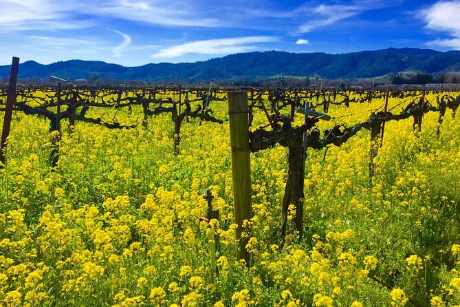 Sonoma & Healdsburg Wine Tours - Transportation and Comfort