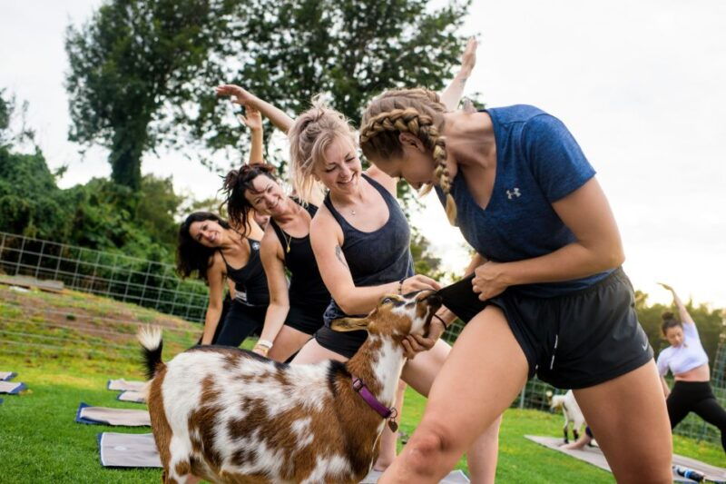 Sunset Maui Goat Yoga with Live Music - A Closer Look at the Itinerary