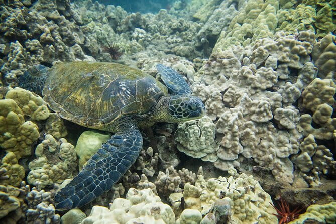 The Best Maui 3 Hour Molokini and Turtle Town Snorkel - Authentic Review Highlights