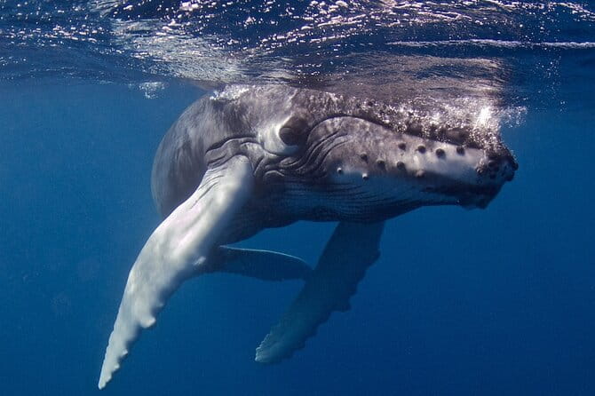 Try Scuba Diving in Kauai From a Boat for Non-Certified Divers - Practical Considerations and Tips