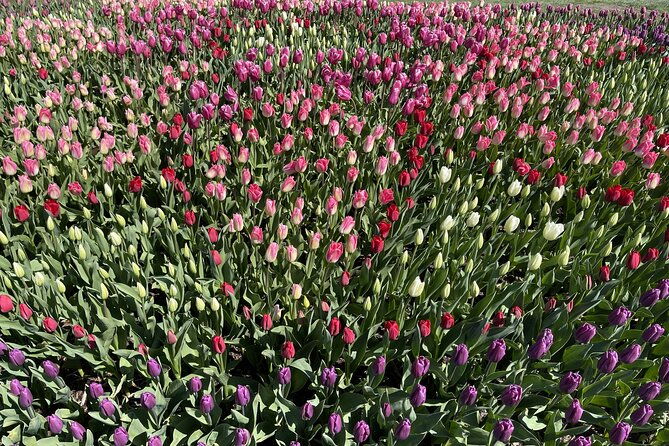 Tulip Festival in Skagit Valley Tour from Seattle - What the Reviews Say
