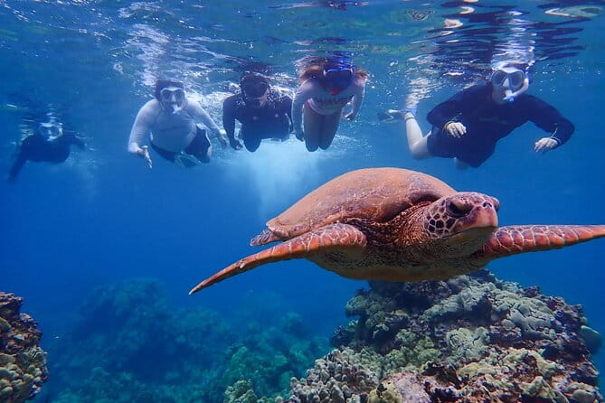 Turtle Town Clear Kayak & Snorkel Tour (10:30am-1pm) - The Practical Details