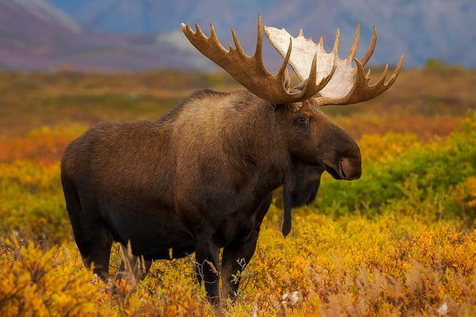 Ultimate Alaskan Adventure: Ocean Wildlife to Interior Wilderness 9 Day/8 Nights - Wildlife and Glacier Magic in Kenai Fjords