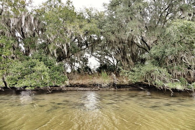 Ultimate Swamp Tour Experience with Transportation from New Orleans - The Sum Up: Who Will Love This Tour?