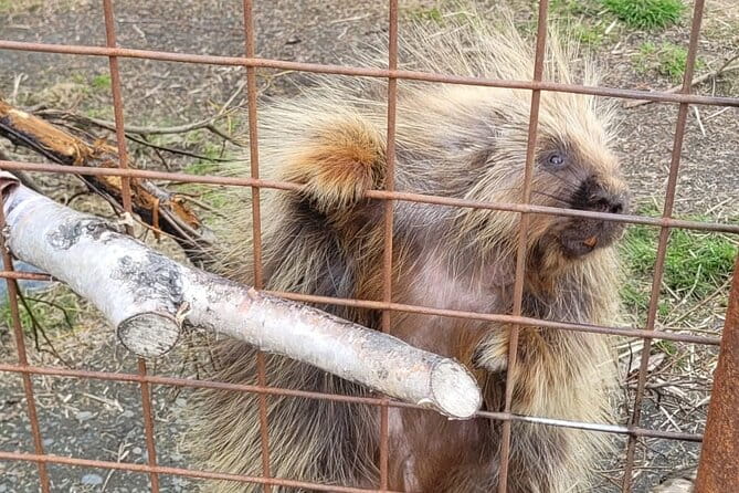 VIP Tour from Anchorage to Alaska Wildlife Conservation Center - Who Would Love This Tour?