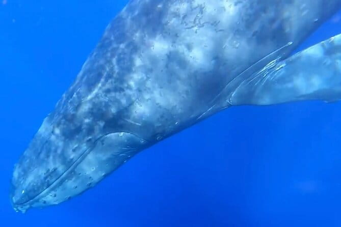 Whale Watch and Scenic Tour from Kayak - Final Thoughts