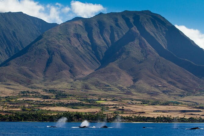 Whalewatch Deluxe Tour from Ma'alaea Harbor - Authentic Insights from Past Travelers