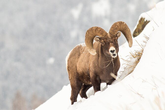 Yellowstone Full Day Winter Tour (With Optional Hike or Snowshoe) - Additional Gear and Comfort