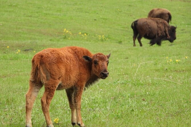 Yellowstone Private Full Day Tour - Final Thoughts