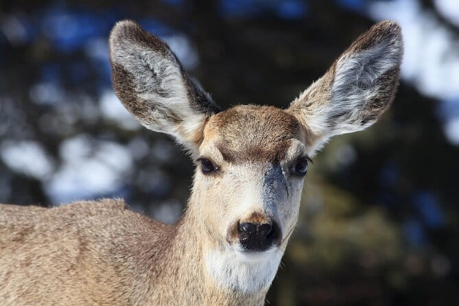 Yellowstone Snowshoe Safari from Bozeman - Private Tour - Logistics and Practicalities