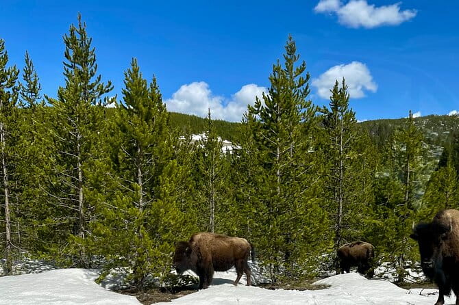 Yellowstone Wildlife and Photo Tours “Upper Loop” Tour From Cody - Frequently Asked Questions