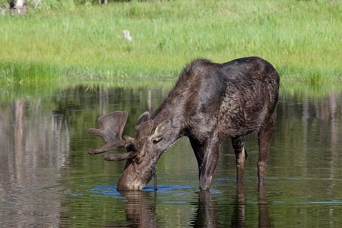 Yellowstone Wildlife Safari in Lamar Valley from Bozeman - The Sum Up