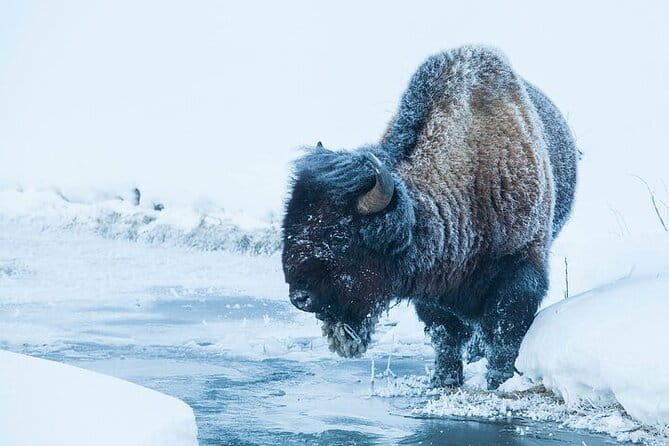 Yellowstone Winter Wildlife Safari from Bozeman - FAQs