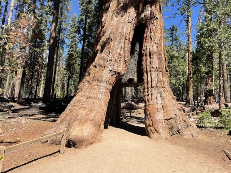 Yosemite, Giant Sequoias, Private Tour from San Francisco - Practical Considerations and Tips