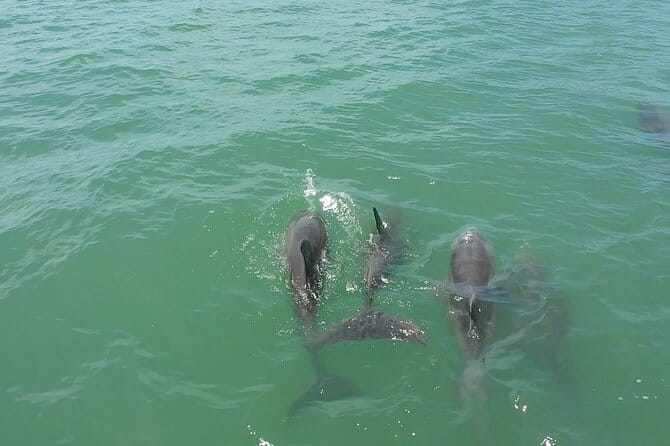 1-hour Dolphin Sightseeing Adventure Cruise from Madeira Beach - Practical Details: What to Expect and How to Prepare
