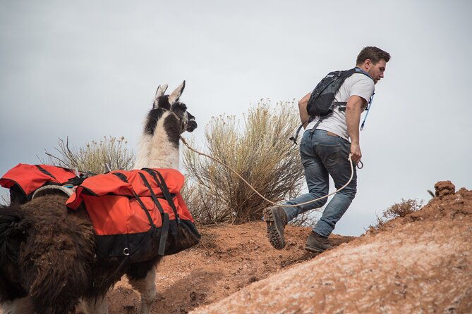 2-Hour Llama Hike - About Wilderness Ridge Adventures