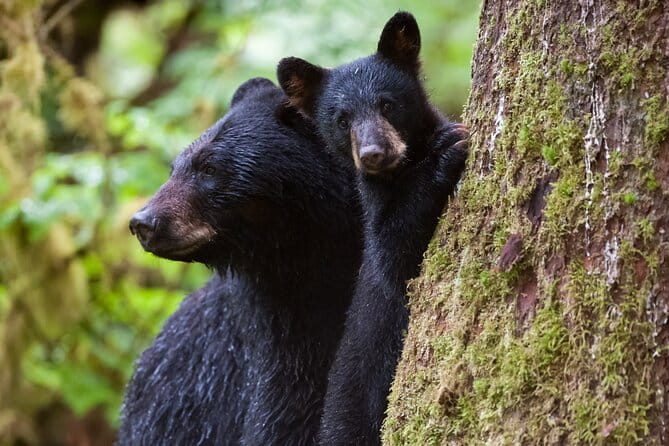 Alaskan Bear Encounter by Land & Sea - Frequently Asked Questions
