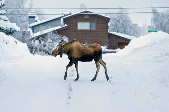 Anchorage's Winter City Tour = Samples + Stops + WildLife - Final thoughts