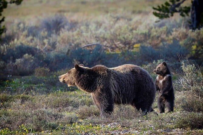 Beartooth Highway Private Half Day Tour - Why This Tour Might Be Perfect for You