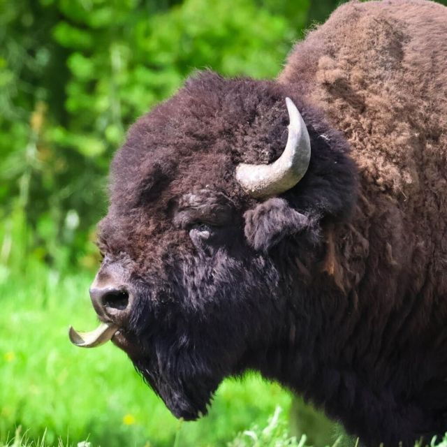 Bozeman: Yellowstone & Grand Teton National Park with Hotel - FAQs