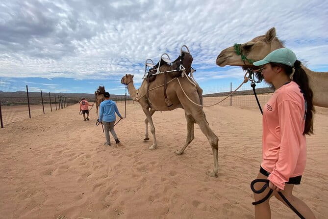 Camel Safari - Camel Ride and Zoo Tour - FAQs
