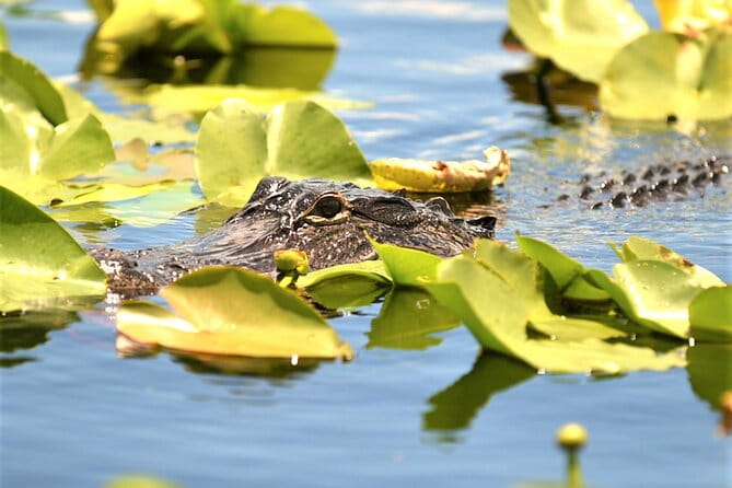 Everglades Airboat Tour in Fort Lauderdale - Final Summary