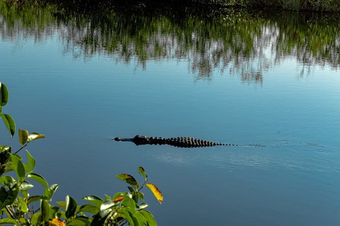 Everglades Airboat, Wildlife Show and free Photo - Final Thoughts: Is It Worth It?