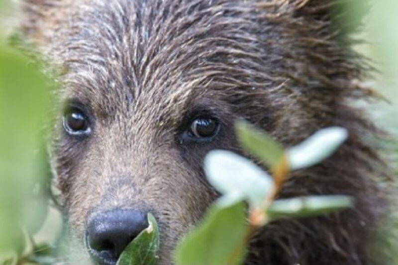 From Jackson: 2-Day Grand Teton and Yellowstone Tour - Authentic Wildlife and Geothermal Experiences